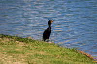 2017 Double-Crested Cormorant